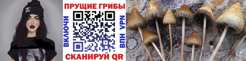 Псилоцибиновые грибы прущие грибы  Кузнецк 